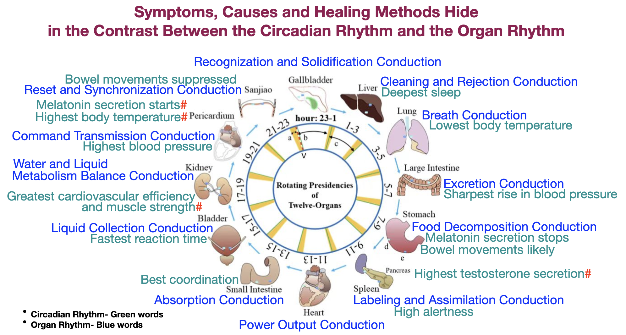 Organ Rhythm Conditioner